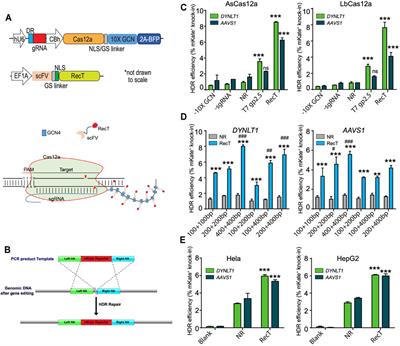 CRISPR-Cas12a System With Synergistic Phage Recombination Proteins for Multiplex Precision Editing in Human Cells